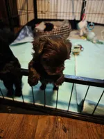Elvira , a female Yorkshire Terrier for sale in Jarratt, VA – 2 of 10