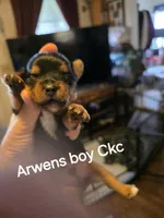 Traditional male Yorkie CKC, a male Yorkshire Terrier for sale in Jarratt, VA – 1 of 6