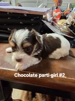 Delilah , a female Yorkshire Terrier for sale in Jarratt, VA – 5 of 7