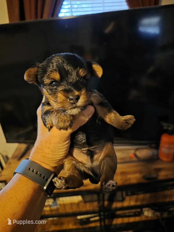 Felix  – Yorkshire Terrier puppy for sale in Jarratt, VA