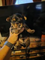 Felix, a male Yorkshire Terrier for sale in Jarratt, VA – 3 of 10