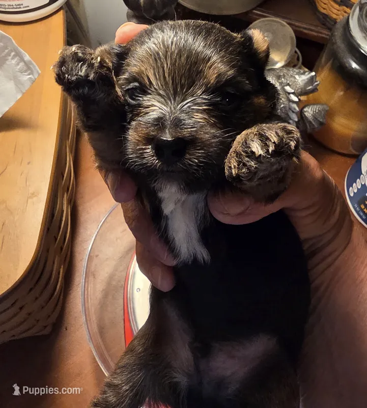 Cash – Yorkshire Terrier puppy for sale in Jarratt, VA