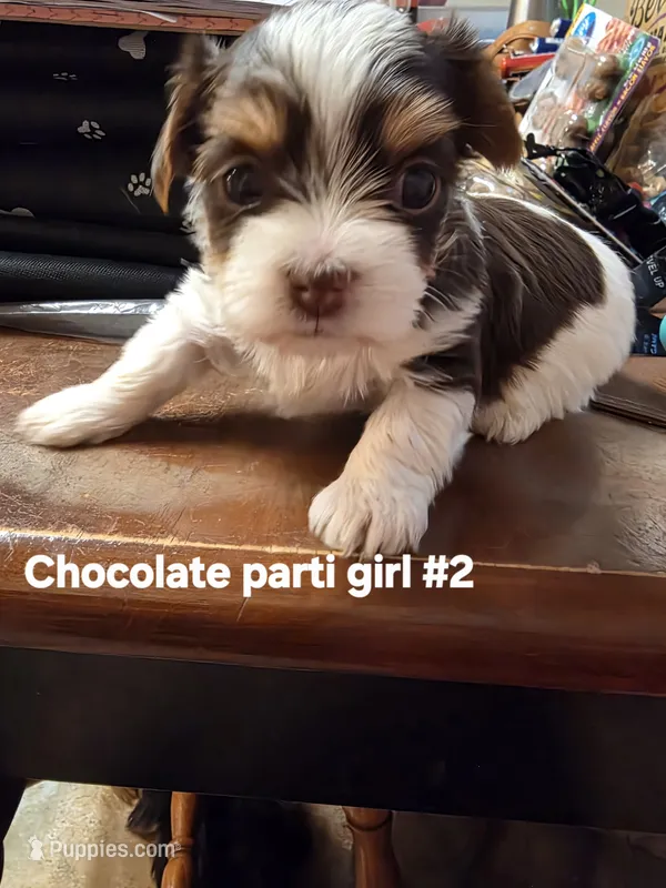 Delilah  – Yorkshire Terrier puppy for sale in Jarratt, VA