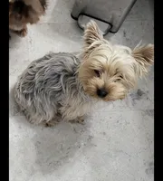 Felix , a male Yorkshire Terrier for sale in Jarratt, VA – 6 of 6