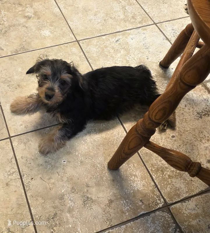 Blair – Yorkshire Terrier puppy for sale in Jarratt, VA
