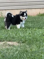 Oreo, a male Pomsky for sale in James Creek, PA – 2 of 2