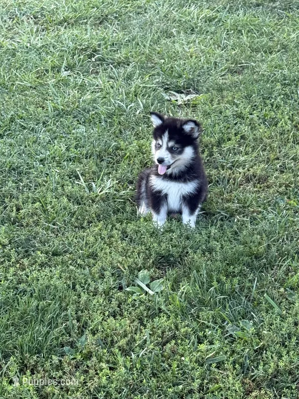 Mufasa – Pomsky puppy for sale in James Creek, PA