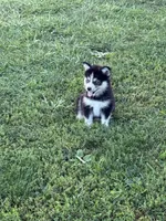 Mufasa, a male Pomsky for sale in James Creek, PA – 1 of 2