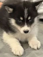 processed/6bec57a0-0389-4187-a882-e4d7d5b1f714/listing/1992ecce-f4ac-4166-ba06-c684970d41de/26f13a12-a0f2-4d13-a8ec-f55ba919f90f