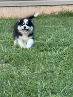 Oreo, a male Pomsky for sale in James Creek, PA – 1 of 2