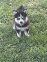 Mufasa, a male Pomsky for sale in James Creek, PA – 2 of 2