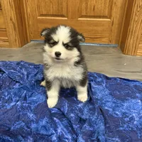 Kringle, a male Pomsky for sale in James Creek, PA – Photo 4 of 4