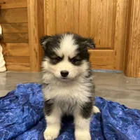 Kringle, a male Pomsky for sale in James Creek, PA – Photo 2 of 4