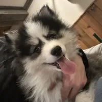 Kringle, a male Pomsky for sale in James Creek, PA – Photo 1 of 4