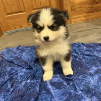 Kringle, a male Pomsky for sale in James Creek, PA – Photo 3 of 4