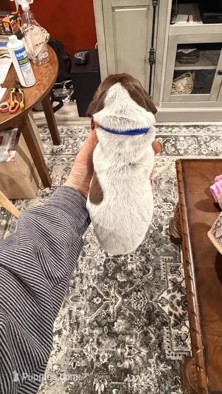 Zueus – German Shorthaired Pointer puppy for sale in Plymouth, WI