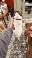 Zueus, a male German Shorthaired Pointer for sale in Plymouth, WI – 1 of 4