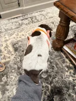Daphne, a female German Shorthaired Pointer for sale in Plymouth, WI – 2 of 4