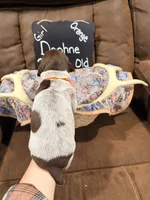 Daphne, a female German Shorthaired Pointer for sale in Plymouth, WI – 3 of 4