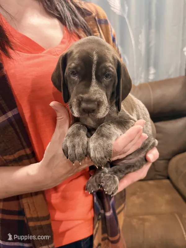 Daphne – German Shorthaired Pointer puppy for sale in Plymouth, WI