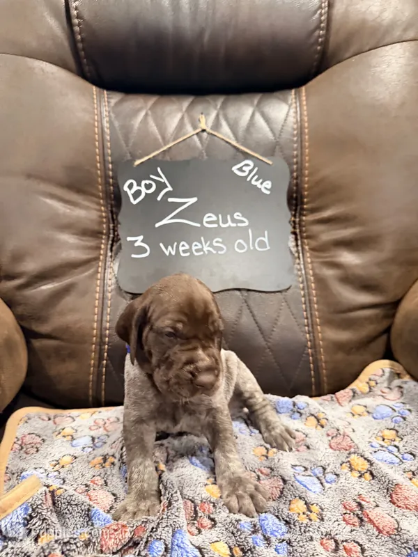 Zueus – German Shorthaired Pointer puppy for sale in Plymouth, WI