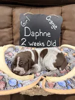 Daphne, a female German Shorthaired Pointer for sale in Plymouth, WI – 4 of 4