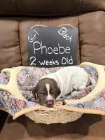 Pheobe, a female German Shorthaired Pointer for sale in Plymouth, WI – 4 of 4