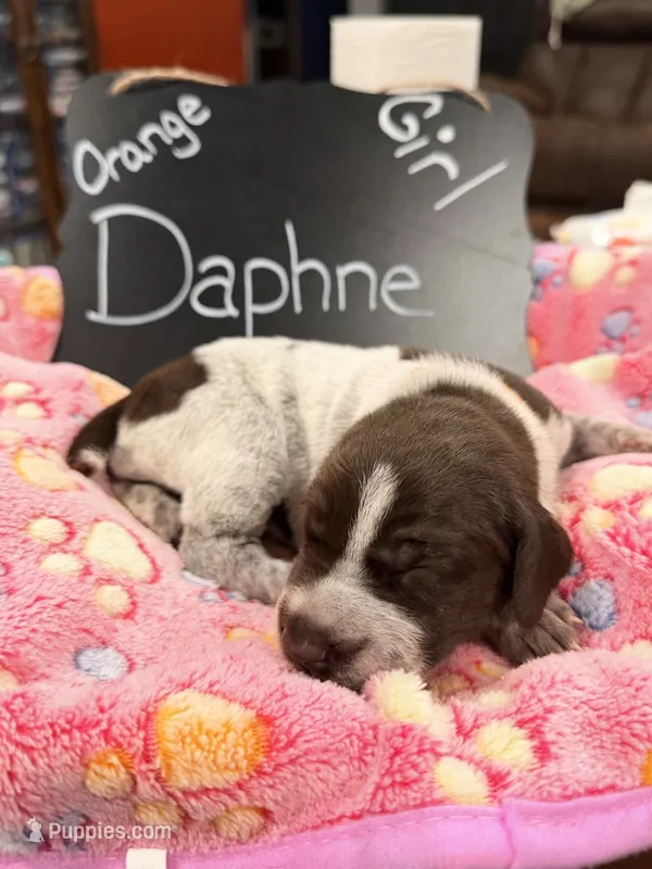 Daphne – German Shorthaired Pointer puppy for sale in Plymouth, WI