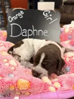 Daphne, a female German Shorthaired Pointer for sale in Plymouth, WI – 1 of 4