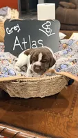 Atlas, a male German Shorthaired Pointer for sale in Plymouth, WI – 2 of 4