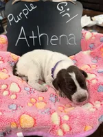 Athena, a female German Shorthaired Pointer for sale in Plymouth, WI – 2 of 4