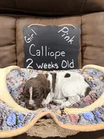 Calliope, a female German Shorthaired Pointer for sale in Plymouth, WI – 2 of 4