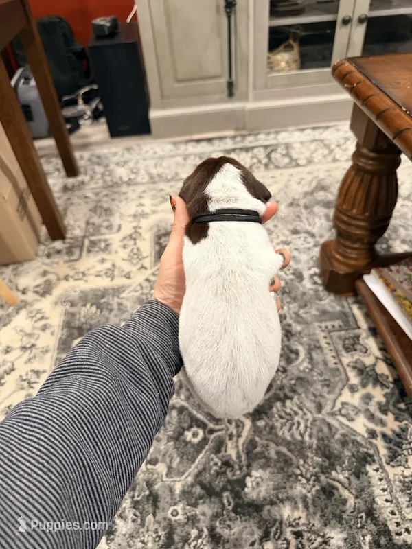 Pheobe – German Shorthaired Pointer puppy for sale in Plymouth, WI