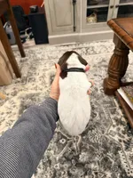 Pheobe, a female German Shorthaired Pointer for sale in Plymouth, WI – 1 of 4