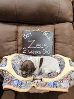 Zueus, a male German Shorthaired Pointer for sale in Plymouth, WI – 3 of 4