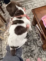 Calliope, a female German Shorthaired Pointer for sale in Plymouth, WI – 3 of 4