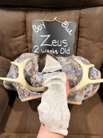 Zueus, a male German Shorthaired Pointer for sale in Plymouth, WI – 4 of 4