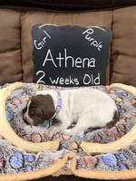 Athena, a female German Shorthaired Pointer for sale in Plymouth, WI – 3 of 4