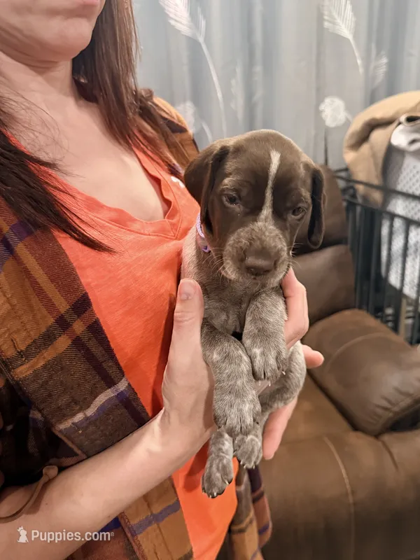 Athena – German Shorthaired Pointer puppy for sale in Plymouth, WI
