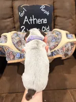 Athena, a female German Shorthaired Pointer for sale in Plymouth, WI – 4 of 4