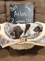 Atlas, a male German Shorthaired Pointer for sale in Plymouth, WI – 3 of 4