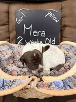 Mera, a female German Shorthaired Pointer for sale in Plymouth, WI – 4 of 4