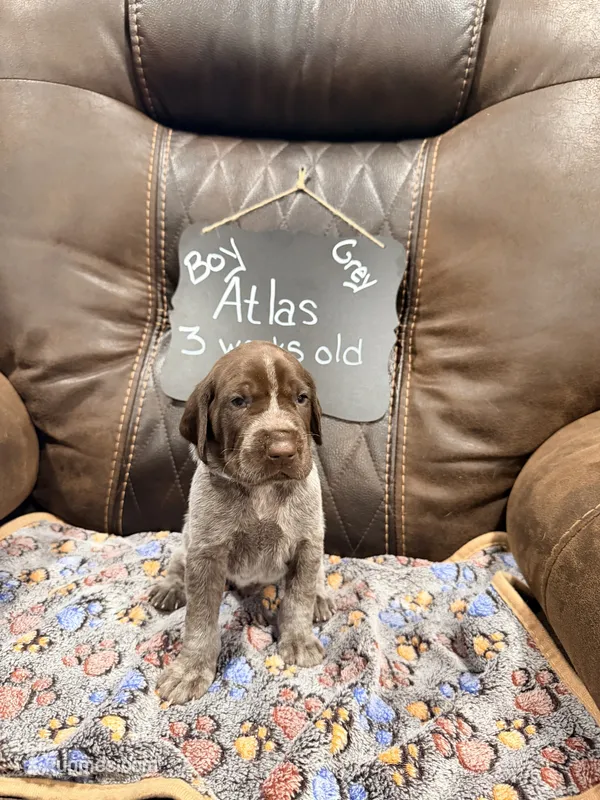 Atlas – German Shorthaired Pointer puppy for sale in Plymouth, WI