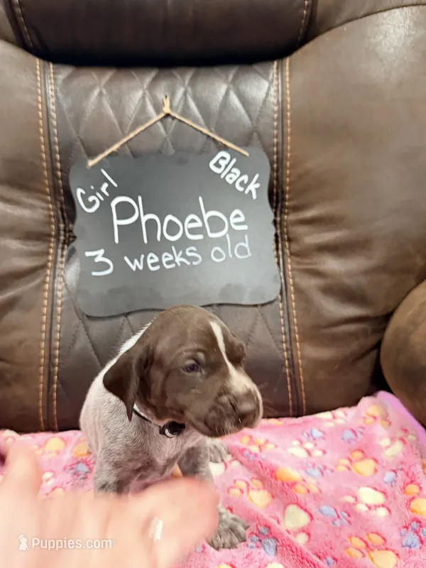 Pheobe – German Shorthaired Pointer puppy for sale in Plymouth, WI