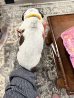 Mera, a female German Shorthaired Pointer for sale in Plymouth, WI – 2 of 4