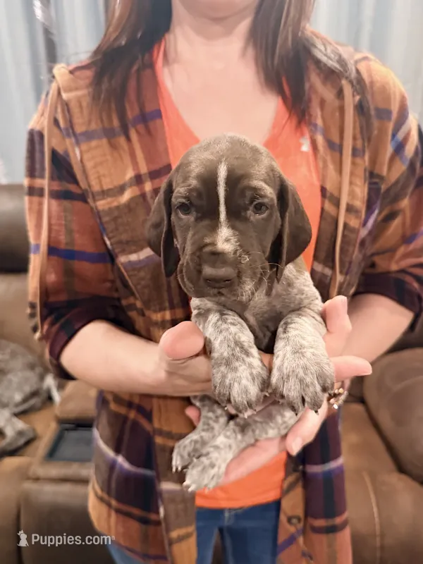Calliope – German Shorthaired Pointer puppy for sale in Plymouth, WI