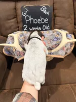 Pheobe, a female German Shorthaired Pointer for sale in Plymouth, WI – 3 of 4