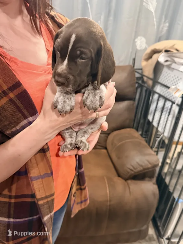 Pheobe – German Shorthaired Pointer puppy for sale in Plymouth, WI