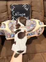 Calliope, a female German Shorthaired Pointer for sale in Plymouth, WI – 4 of 4