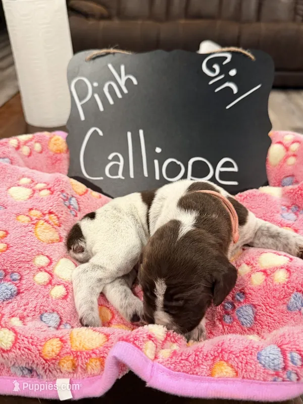Calliope – German Shorthaired Pointer puppy for sale in Plymouth, WI